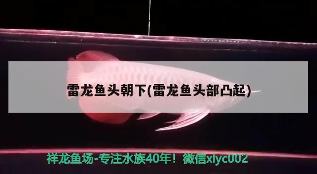 橋西區(qū)建軍觀賞魚店