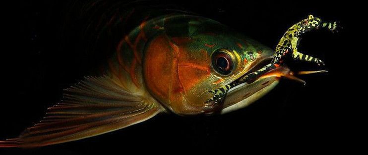 一米魚缸養(yǎng)魚怎么混搭好看：1米長的魚缸可以容納多種魚類 一米魚缸養(yǎng)魚怎么混搭好看：1米長的魚缸可以容納多種魚類 魚缸百科 第5張