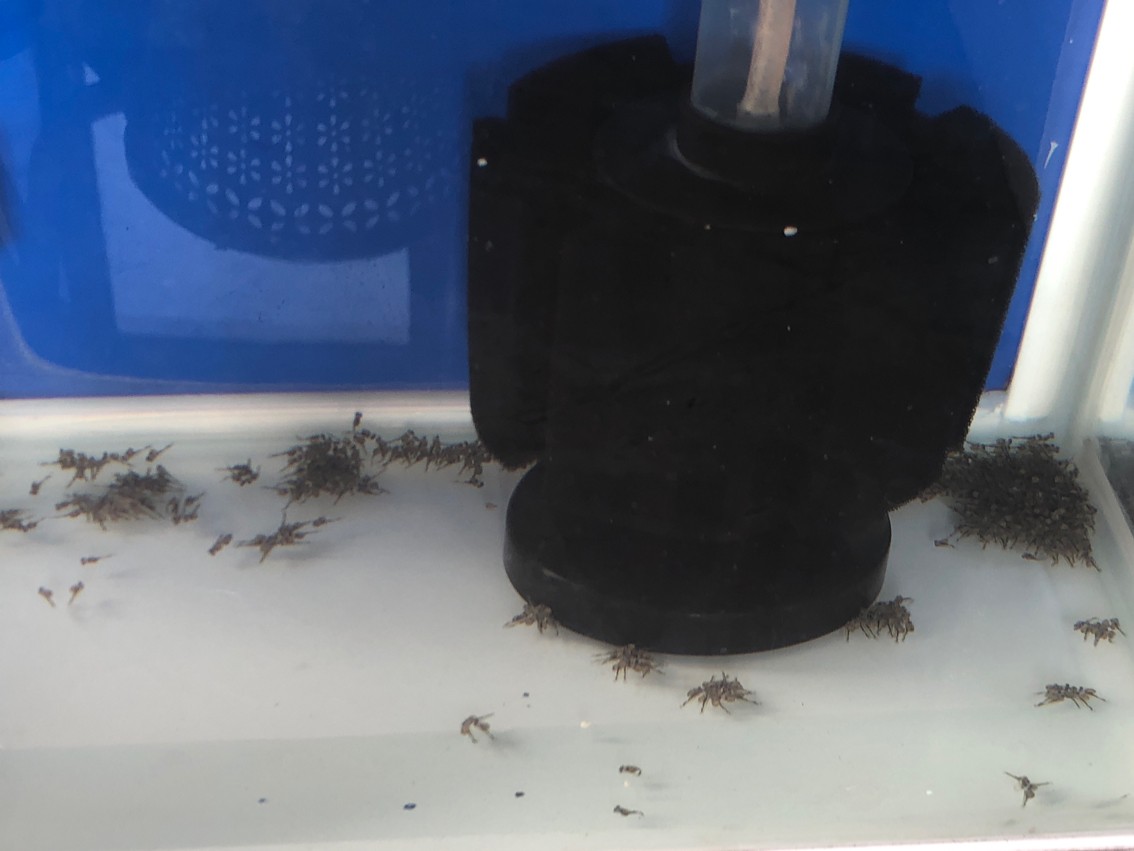 美鯛天網(wǎng)火口繁殖孵化小魚第六天