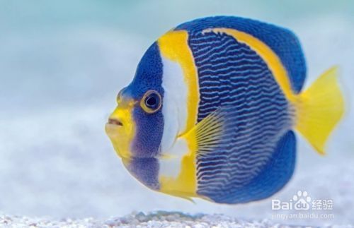 魚缸換水怎么把水吸出來，魚缸換水后如何處理魚缸水質維護技巧和注意事項