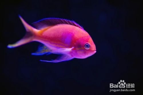 魚缸換水怎么把水吸出來，魚缸換水后如何處理魚缸水質維護技巧和注意事項
