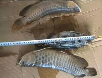 龍魚在停電條件下能生存的時間取決于多種因素而有所變動：龍魚在停電條件下能夠活多久
