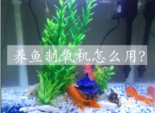 魚缸的供養機要天天開著嗎:魚缸供養機是否需要每天開啟,取決于多種因素 魚缸百科 第3張 魚缸的供養機要天天開著嗎:魚缸供養機是否需要每天開啟,取決于多種因素 魚缸的供養機要天天開著嗎:魚缸供養機是否需要每天開啟,取決于多種因素 魚缸百科 第3張