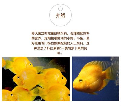 小龍魚可以吃紅蟲嗎（小龍魚可以吃紅蟲嗎？）
