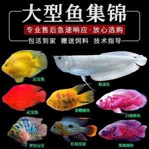 小龍魚可以吃紅蟲嗎（小龍魚可以吃紅蟲嗎？）