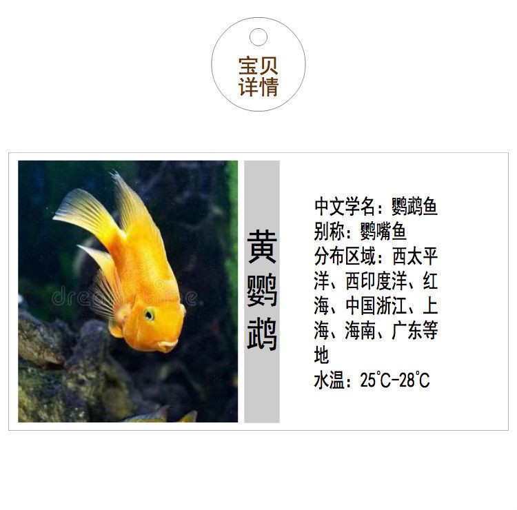 小龍魚可以吃紅蟲嗎（小龍魚可以吃紅蟲嗎？）