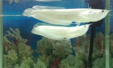 銀龍魚冬天不加溫會死嗎 龍魚百科 第2張 銀龍魚冬天不加溫會死嗎 銀龍魚冬天不加溫會死嗎 龍魚百科 第2張