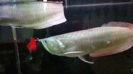 銀龍魚冬天不加溫會死嗎 龍魚百科 第4張 銀龍魚冬天不加溫會死嗎 銀龍魚冬天不加溫會死嗎 龍魚百科 第4張