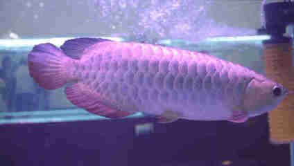 銀龍魚冬天不加溫會死嗎 龍魚百科 第5張 銀龍魚冬天不加溫會死嗎 銀龍魚冬天不加溫會死嗎 龍魚百科 第5張