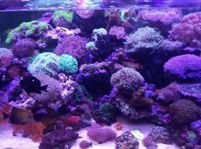 魚(yú)缸百度：養(yǎng)護(hù)魚(yú)缸需要考慮以下幾個(gè)要點(diǎn)魚(yú)缸造景設(shè)計(jì)技巧