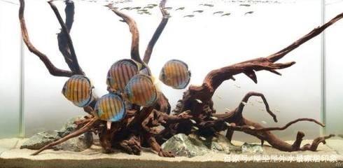 魚(yú)缸百度：養(yǎng)護(hù)魚(yú)缸需要考慮以下幾個(gè)要點(diǎn)魚(yú)缸造景設(shè)計(jì)技巧