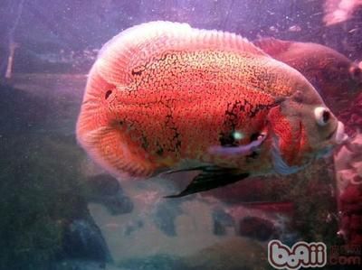 魚(yú)缸百度：養(yǎng)護(hù)魚(yú)缸需要考慮以下幾個(gè)要點(diǎn)魚(yú)缸造景設(shè)計(jì)技巧