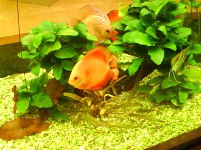 魚(yú)缸百度：養(yǎng)護(hù)魚(yú)缸需要考慮以下幾個(gè)要點(diǎn)魚(yú)缸造景設(shè)計(jì)技巧