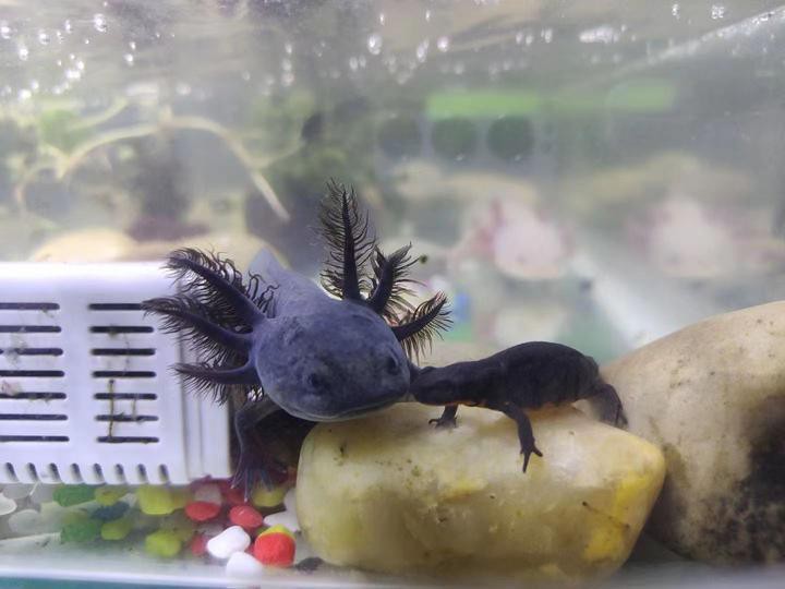 小火龍魚長多大 小火龍魚長多大 龍魚百科 第3張