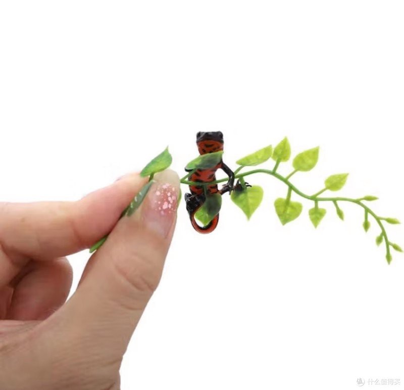 小火龍魚長多大 小火龍魚長多大 龍魚百科 第4張