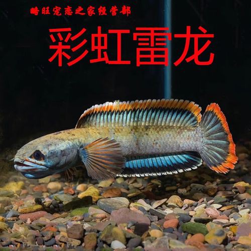 彩虹雷龍和火背雷龍哪個更好養？