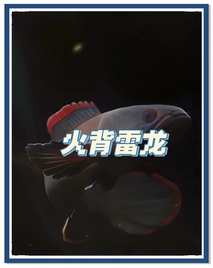 彩虹雷龍和火背雷龍哪個更好養？