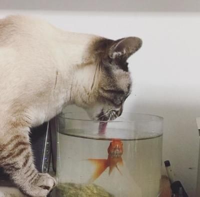 發表魚缸里的魚的說說搞笑，魚缸里的魚如何表達情緒魚缸裝飾品創意diy方法