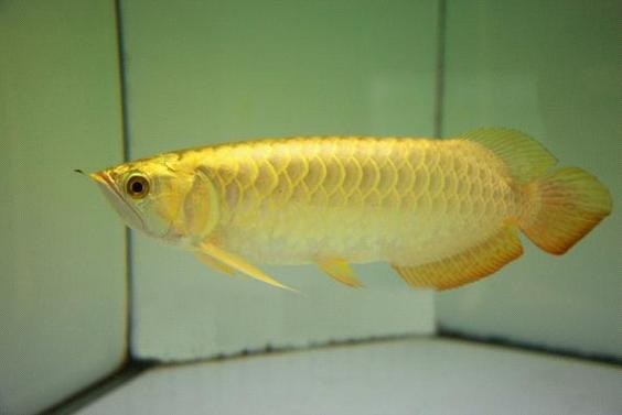 高背金龍魚圖片 價格大全大圖