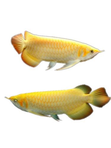 高背金龍魚圖片 價格大全大圖