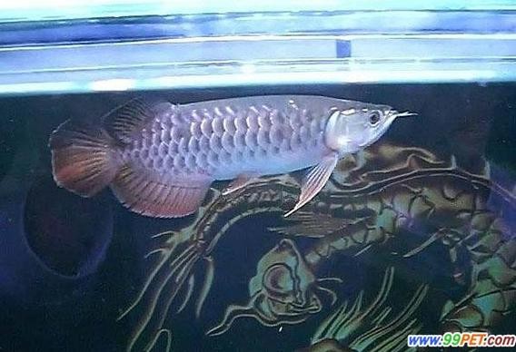 高背金龍魚圖片 價格大全大圖