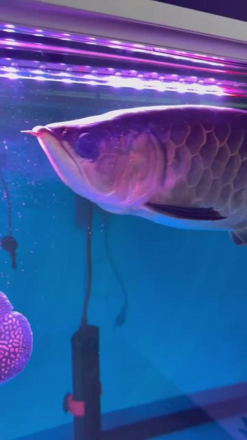 高背金龍魚圖片 價格大全大圖