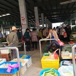 南京龍魚批發市場在哪里啊多少錢一斤