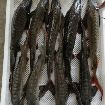 南京龍魚批發市場在哪里啊多少錢一斤