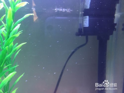 魚缸制氧機使用方法，如何判斷魚缸缺氧