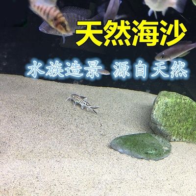 海沙魚缸造景圖（關(guān)于海沙魚缸造景圖的問(wèn)題）
