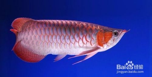 魚缸養幾條魚吉利招財呀（魚缸養魚數量指南魚缸養魚招財方法大全風水魚養殖注意事項）