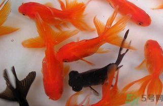 魚缸養幾條魚吉利招財呀（魚缸養魚數量指南魚缸養魚招財方法大全風水魚養殖注意事項）
