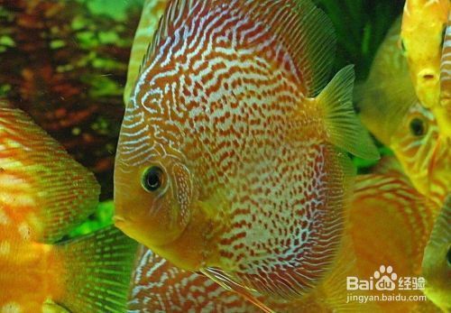 魚缸養幾條魚吉利招財呀（魚缸養魚數量指南魚缸養魚招財方法大全風水魚養殖注意事項）