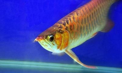 金色的龍魚(yú)（金色龍魚(yú)品種鑒別技巧金色龍魚(yú)品種鑒別技巧）