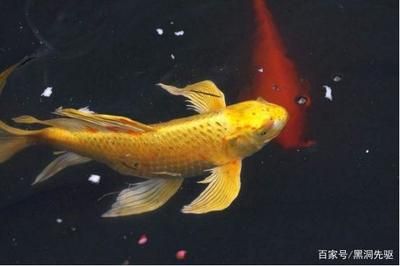 金色的龍魚(yú)（金色龍魚(yú)品種鑒別技巧金色龍魚(yú)品種鑒別技巧）