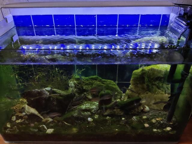 龍魚缸里長褐藻怎么辦（魚缸長褐藻怎么辦？） 龍魚缸里長褐藻怎么辦（魚缸長褐藻怎么辦？） 龍魚百科 第5張