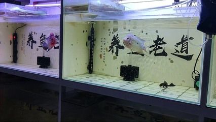 龍魚缸里長褐藻怎么辦（魚缸長褐藻怎么辦？） 龍魚缸里長褐藻怎么辦（魚缸長褐藻怎么辦？） 龍魚百科 第3張