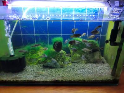 龍魚缸里長褐藻怎么辦（魚缸長褐藻怎么辦？） 龍魚缸里長褐藻怎么辦（魚缸長褐藻怎么辦？） 龍魚百科 第2張