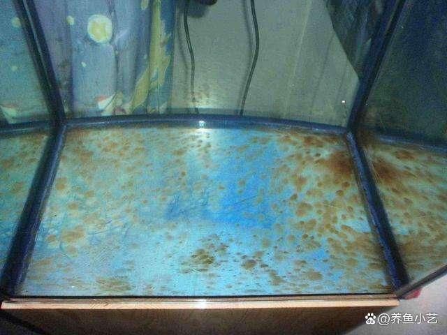 龍魚缸里長褐藻怎么辦（魚缸長褐藻怎么辦？） 龍魚缸里長褐藻怎么辦（魚缸長褐藻怎么辦？） 龍魚百科 第4張