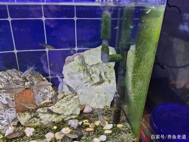 龍魚缸里長褐藻怎么辦（魚缸長褐藻怎么辦？） 龍魚缸里長褐藻怎么辦（魚缸長褐藻怎么辦？） 龍魚百科 第1張