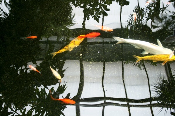 布爾津縣花語水族館（布爾津花園大酒店電話）
