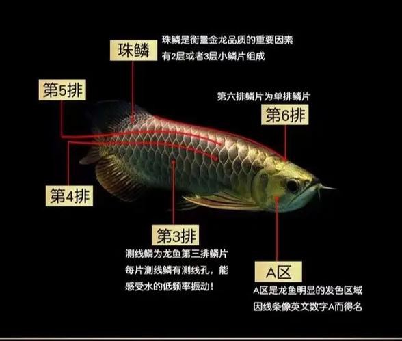 紅龍魚和金龍魚哪個好養一點兒圖片