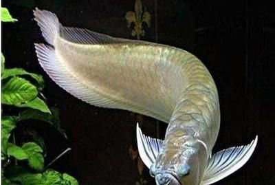 銀龍魚最佳養殖環境：銀龍魚適宜的飼料種類