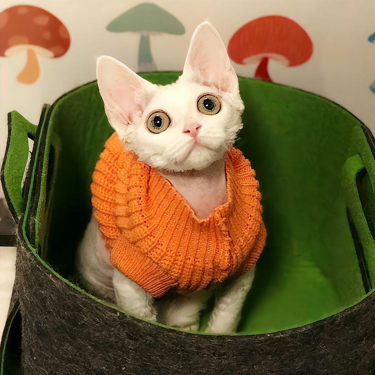 龍須貓適合哪些人群飼養(yǎng)？ 龍須貓適合哪些人群飼養(yǎng)？ 龍魚百科 第8張