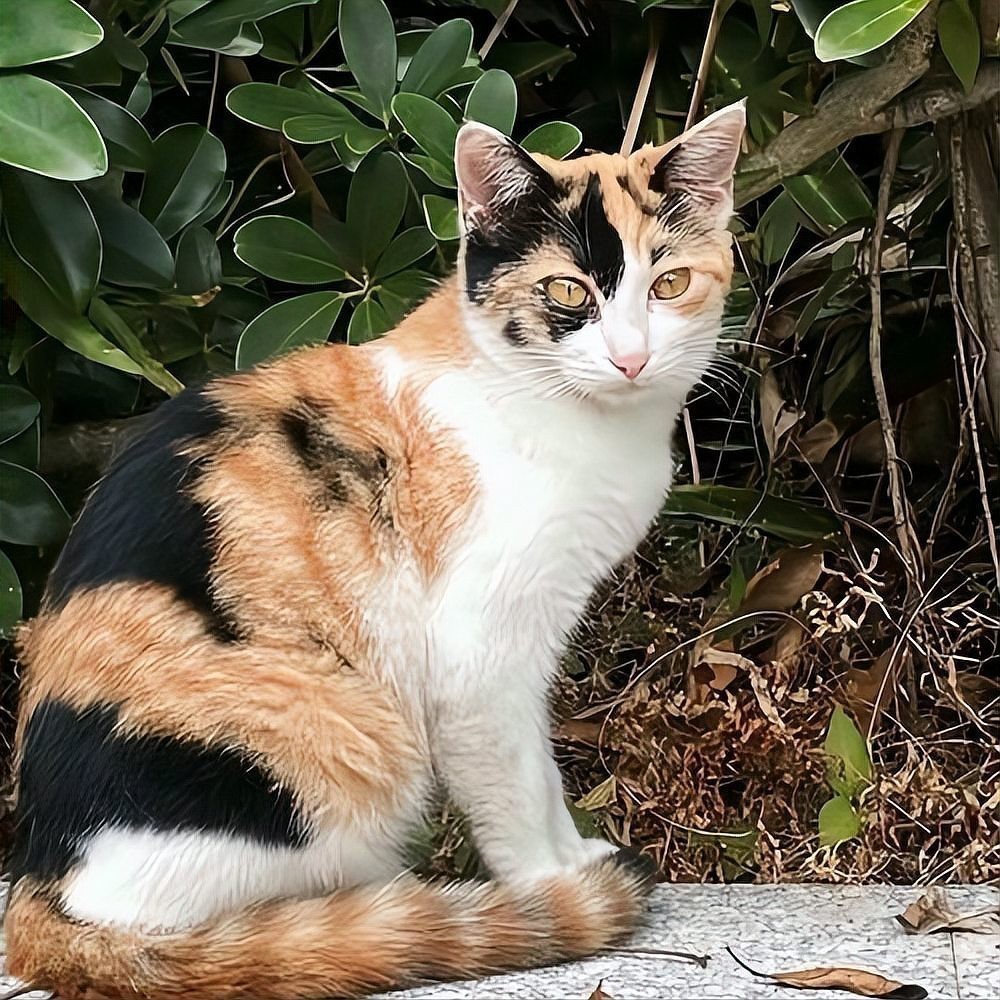 龍須貓適合哪些人群飼養(yǎng)？ 龍須貓適合哪些人群飼養(yǎng)？ 龍魚百科 第9張