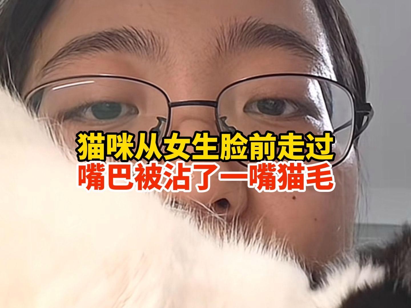 龍須貓適合哪些人群飼養(yǎng)？ 龍須貓適合哪些人群飼養(yǎng)？ 龍魚百科 第6張