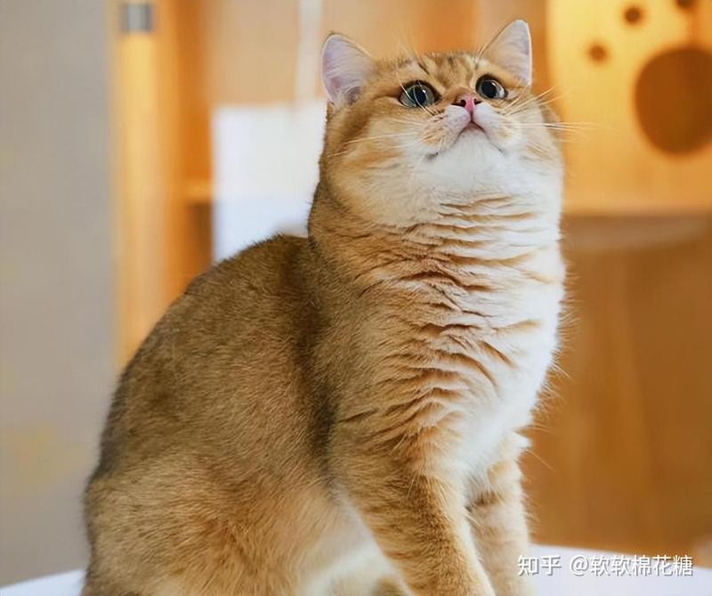 龍須貓適合哪些人群飼養(yǎng)？ 龍須貓適合哪些人群飼養(yǎng)？ 龍魚百科 第11張