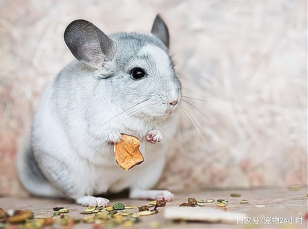 龍須貓適合哪些人群飼養(yǎng)？ 龍須貓適合哪些人群飼養(yǎng)？ 龍魚百科 第13張