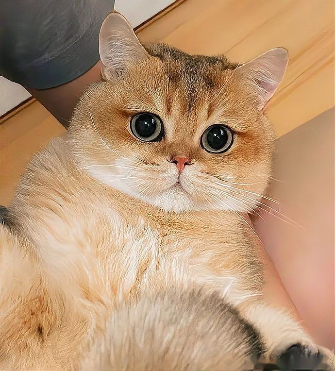 龍須貓適合哪些人群飼養(yǎng)？ 龍須貓適合哪些人群飼養(yǎng)？ 龍魚百科 第10張