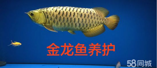 金龍魚(yú)飼養(yǎng)需要注意的技巧和注意事項(xiàng)，怎樣飼養(yǎng)金龍魚(yú)才算好養(yǎng)：如何飼養(yǎng)好金龍魚(yú)